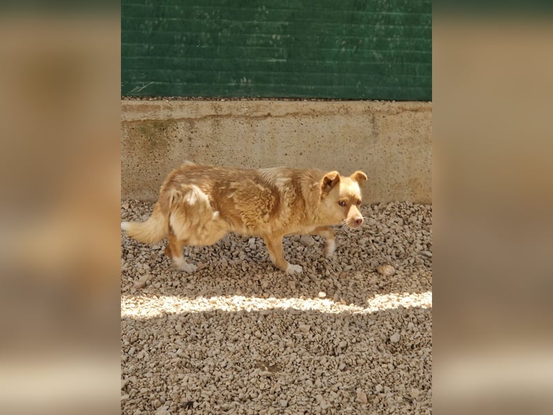 unsozialisierte Angsthündin Lija sucht ein erfahrenes Zuhause