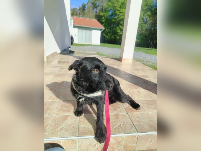Kleine Mischlingshündin Gabby sucht ihre Menschen