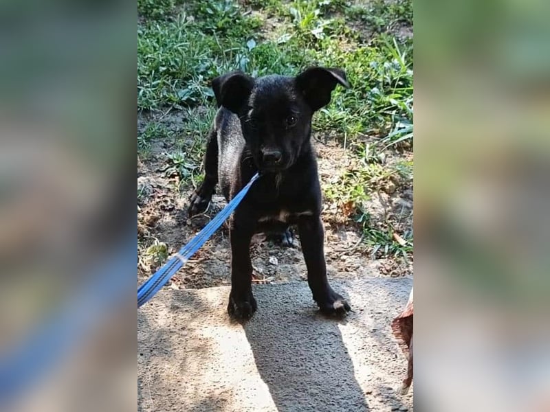 Mischlings-Hündin Welpe Nisha sucht ein Zuhause Mischlings-Hündin Welpe Nisha sucht ein Zuhause