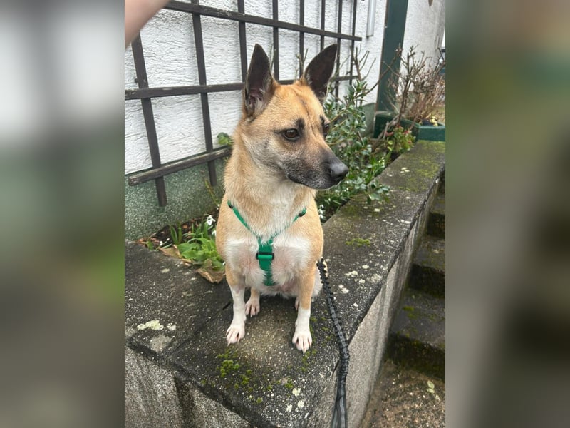 Kleine Mischlingshündin Breskvica sucht ihr Körbchen