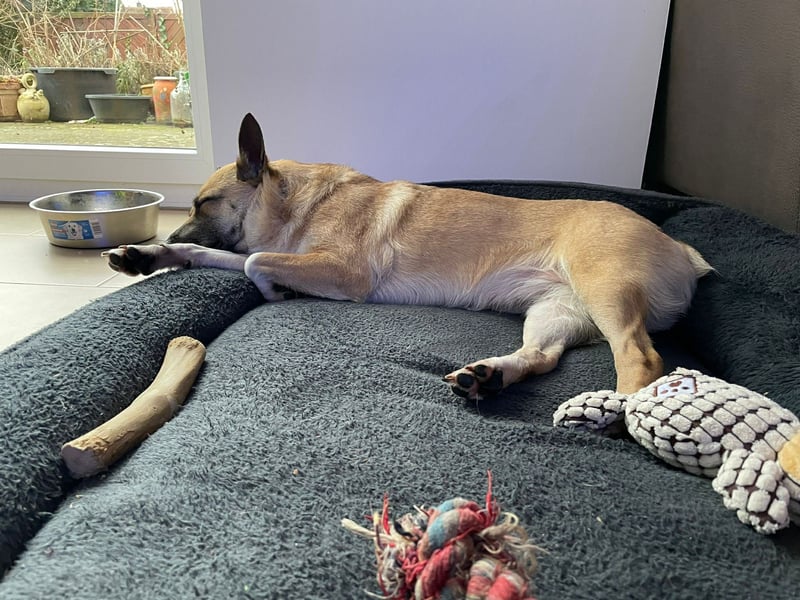 Kleine Mischlingshündin Breskvica sucht ihr Körbchen