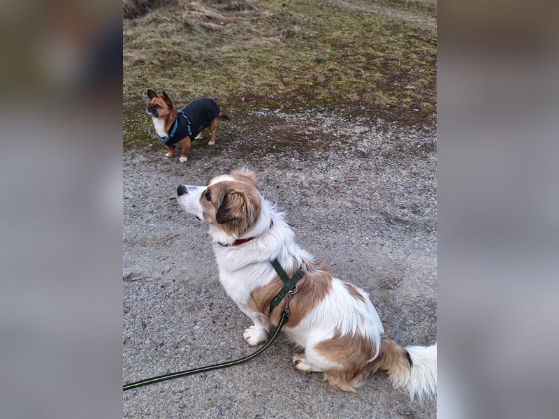 Rufus sucht seine Menschen