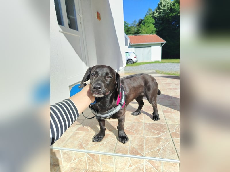 Kleine Hündin Molly sucht ihre Familie