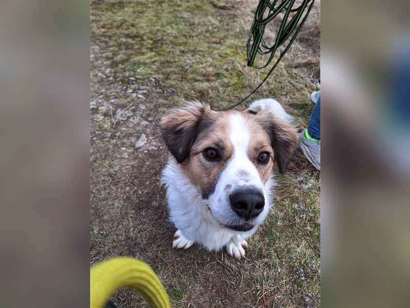 Rufus sucht seine Menschen