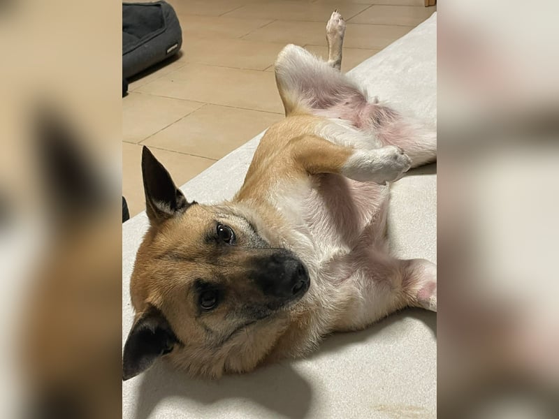 Kleine Mischlingshündin Breskvica sucht ihr Körbchen