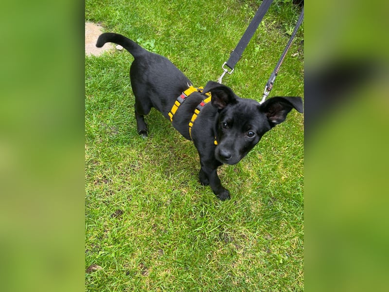 Mischlings-Hündin Welpe Nisha sucht ein Zuhause Mischlings-Hündin Welpe Nisha sucht ein Zuhause