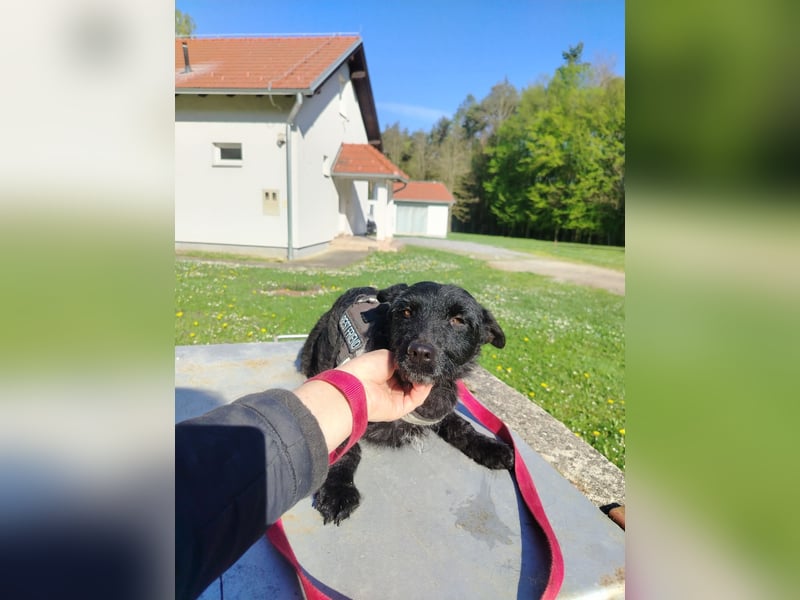 Kleine Mischlingshündin Gabby sucht ihre Menschen