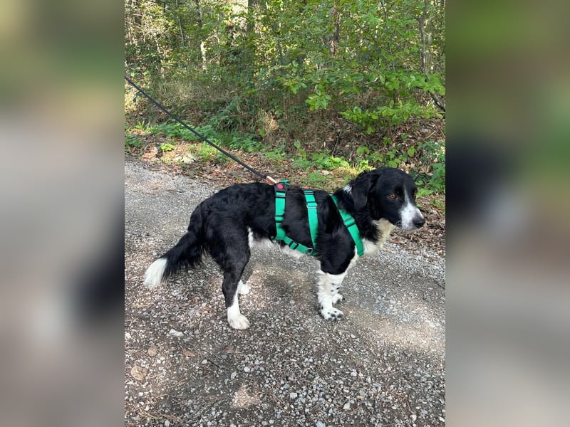 Kleiner Sparky sucht seine ganz eigenen Menschen