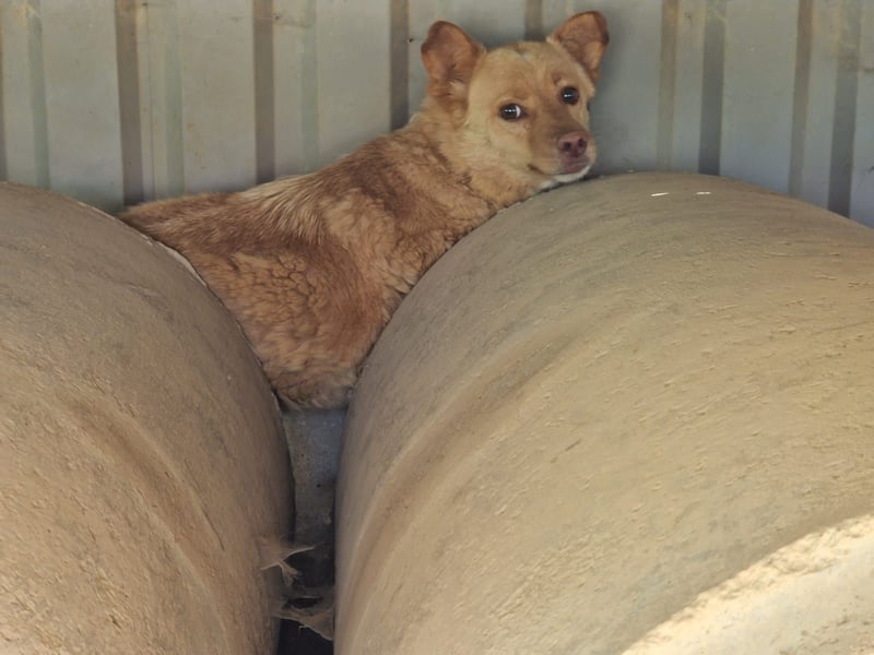 unsozialisierte Angsthündin Lija sucht ein erfahrenes Zuhause