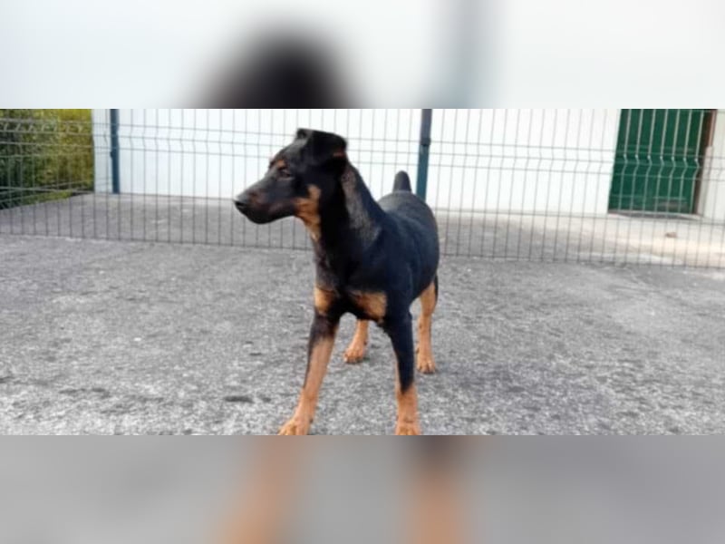 Süße Sofi sucht ein Zuhause oder eine Pflegestelle