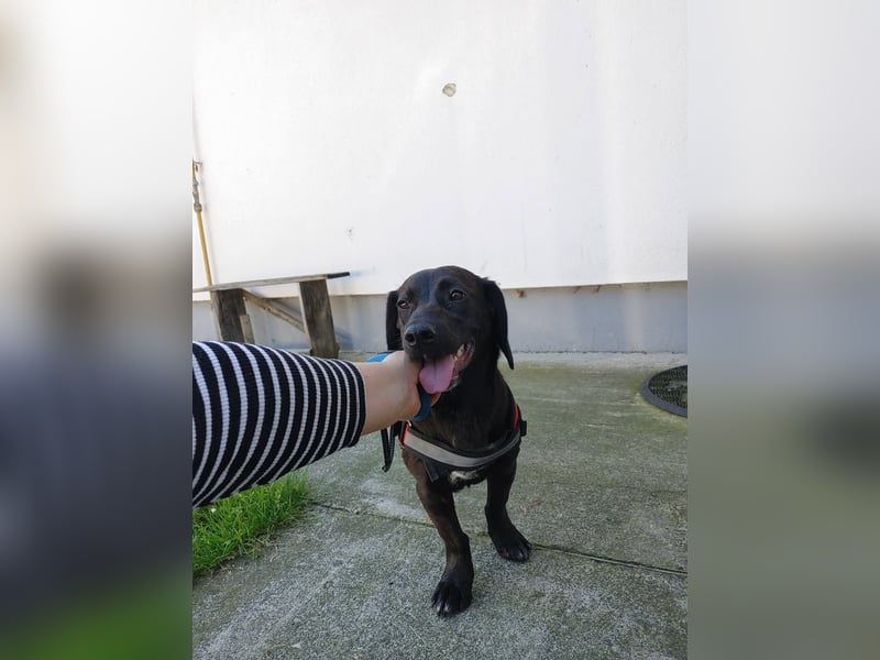 Kleine Hündin Molly sucht ihre Familie