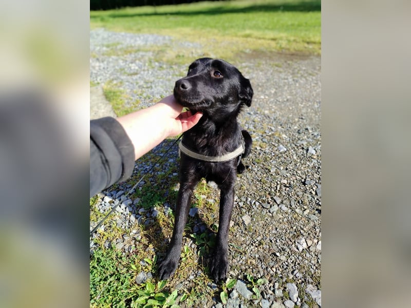 Kleine Mischlingshündin Daisy sucht ihre Familie