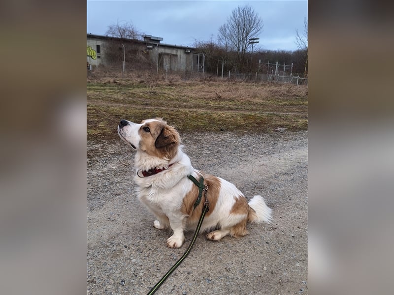 Rufus sucht seine Menschen