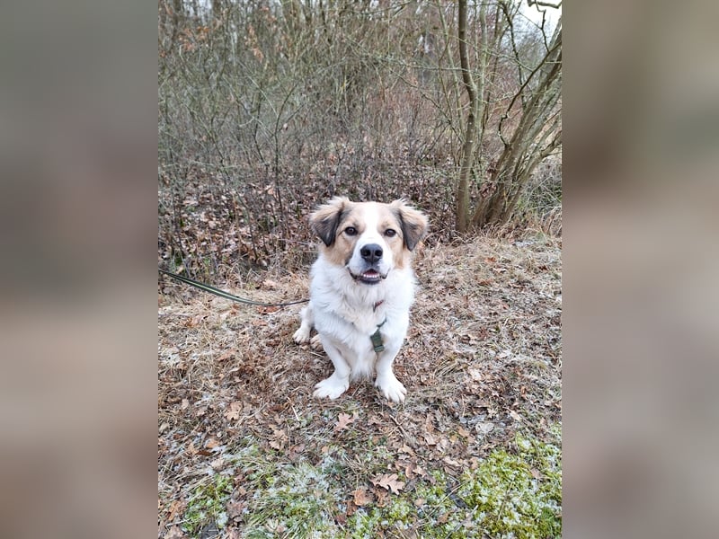 Rufus sucht seine Menschen