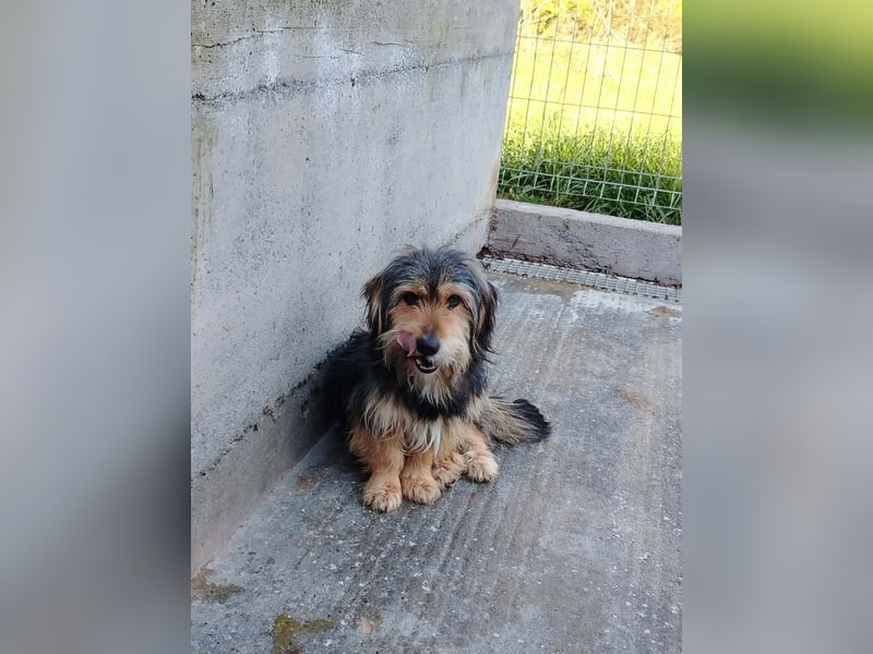 Kleiner Mischlingrüde Rudi sucht sein Körbchen