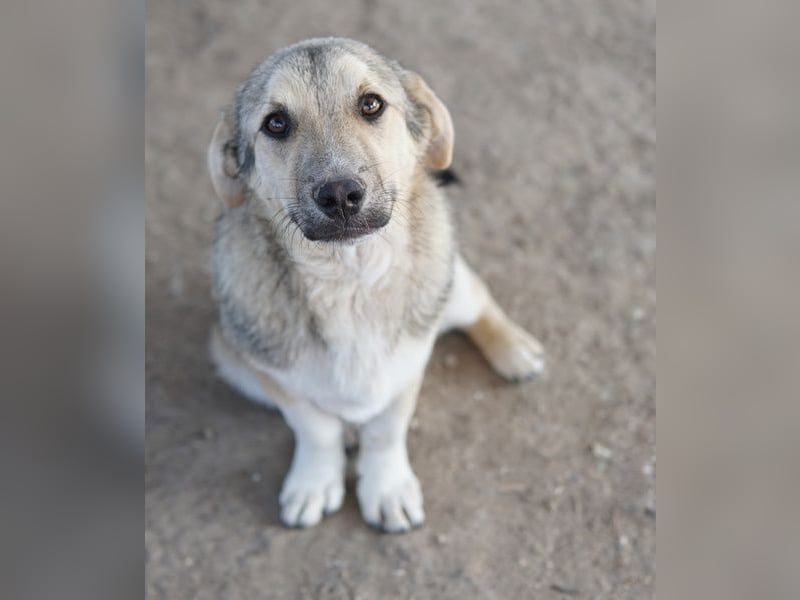 Wursti, geb. ca. 09/2025, lebt in GRIECHENLAND, im städt. Tierheim Serres