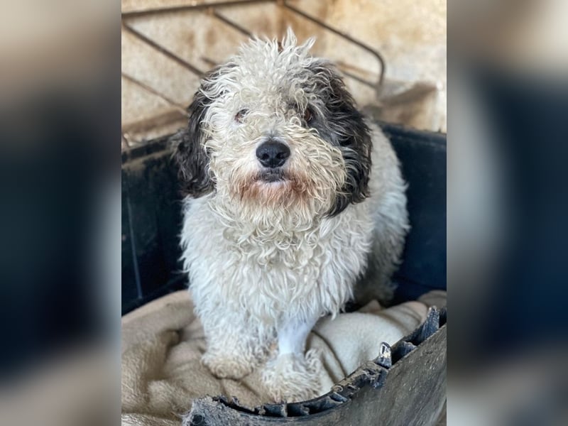 Günni, geb. ca. 12/2023, lebt auf einer Pflegestelle in 45896 Gelsenkirchen