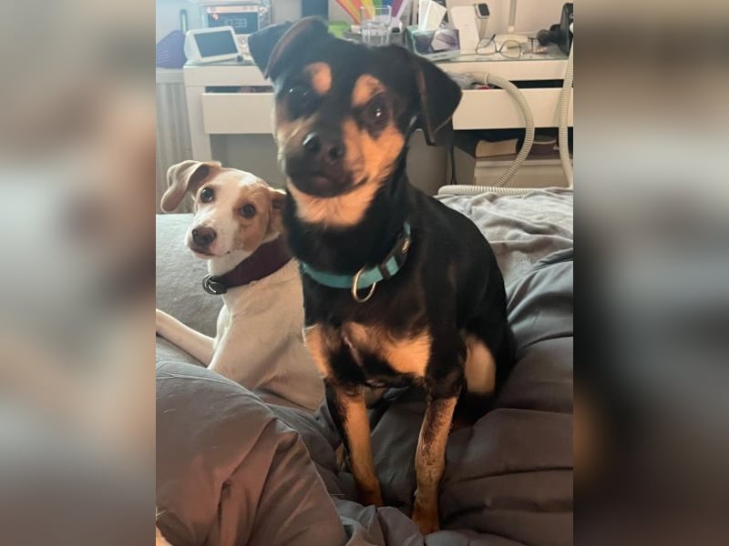 Phil, geb. ca. 12/2024, lebt auf einer Pflegestelle in 53879 Euskirchen, VERMITTLUNGSHILFE