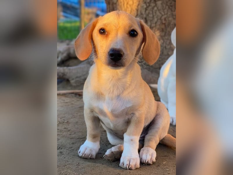 Rigatoni, geb. ca. 08/2025, lebt in GRIECHENLAND, auf einer privaten Pflegestelle