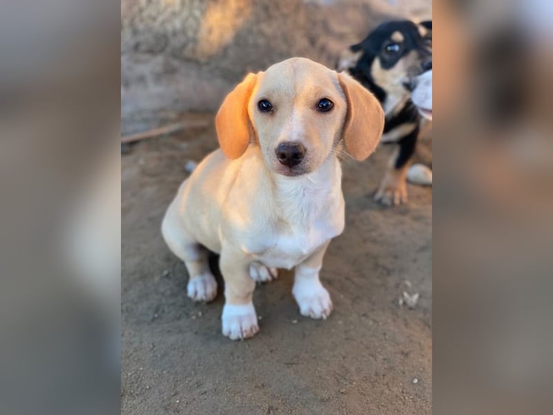 Rigatoni, geb. ca. 08/2025, lebt in GRIECHENLAND, auf einer privaten Pflegestelle