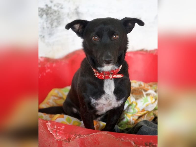  Misty, geb. ca. 11/2023, lebt in GRIECHENLAND, auf einer privaten Pflegestelle