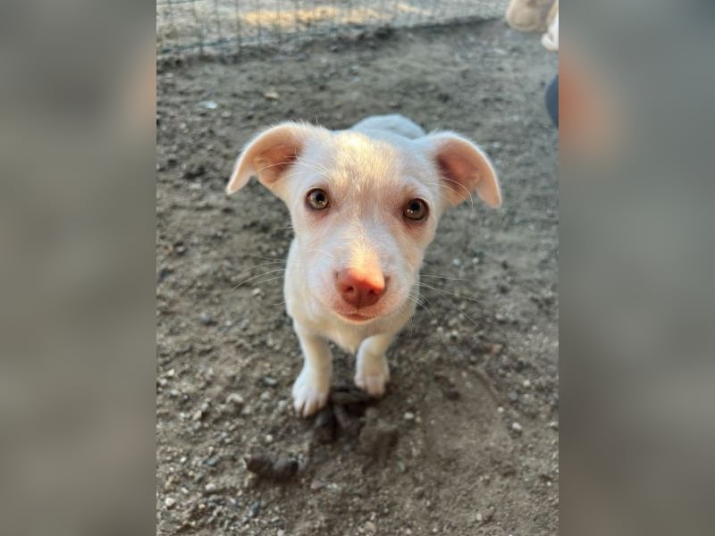 Kiona, geb. ca. 08/2025, lebt in GRIECHENLAND, auf einer privaten Pflegestelle