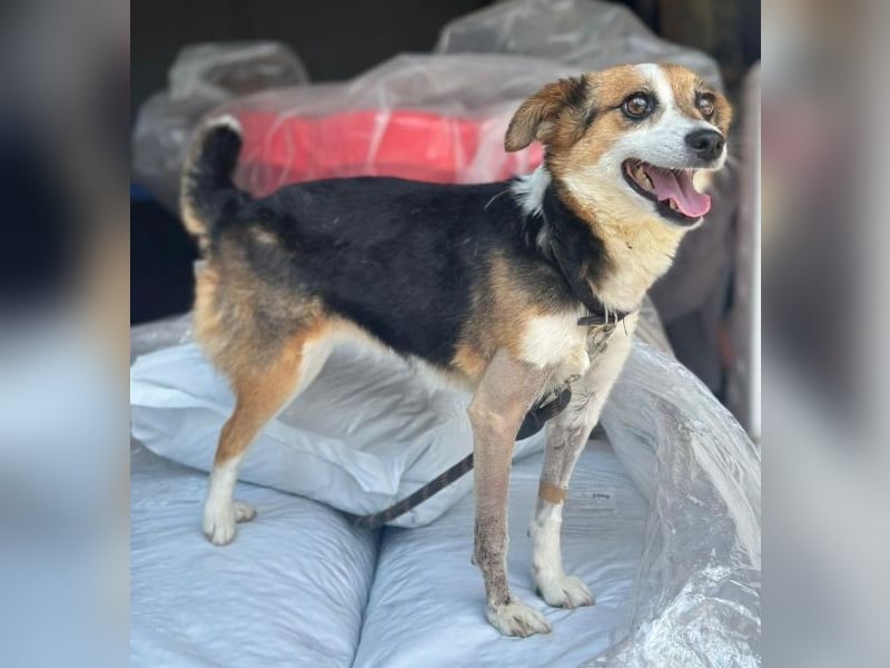 Foxy, geb. ca. 06/2024, lebt in GRIECHENLAND, auf einer privaten Pflegestelle