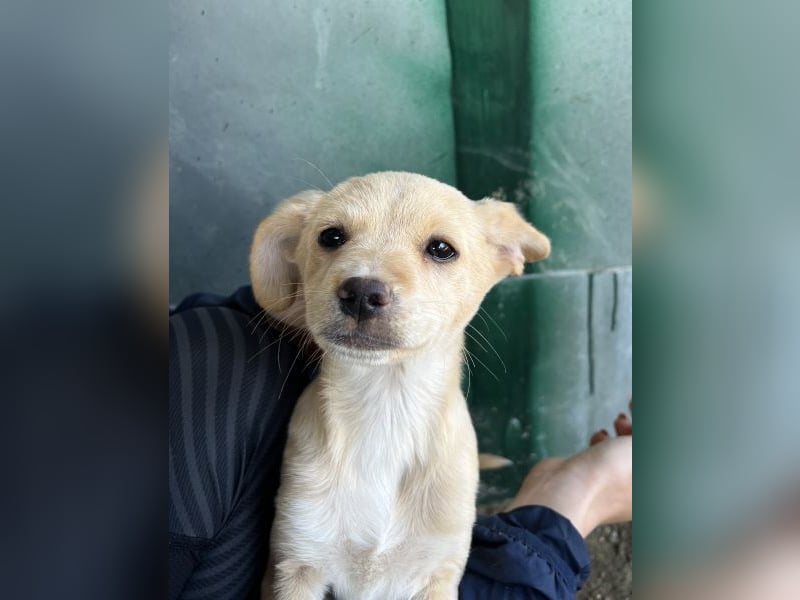 Elysia, geb. ca. 08/2025, lebt in GRIECHENLAND, auf einer privaten Pflegestelle