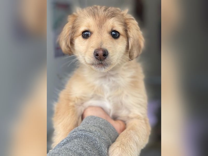 Biscotti, geb. ca. 10/2025, lebt in GRIECHENLAND, im städt. Tierheim Serres