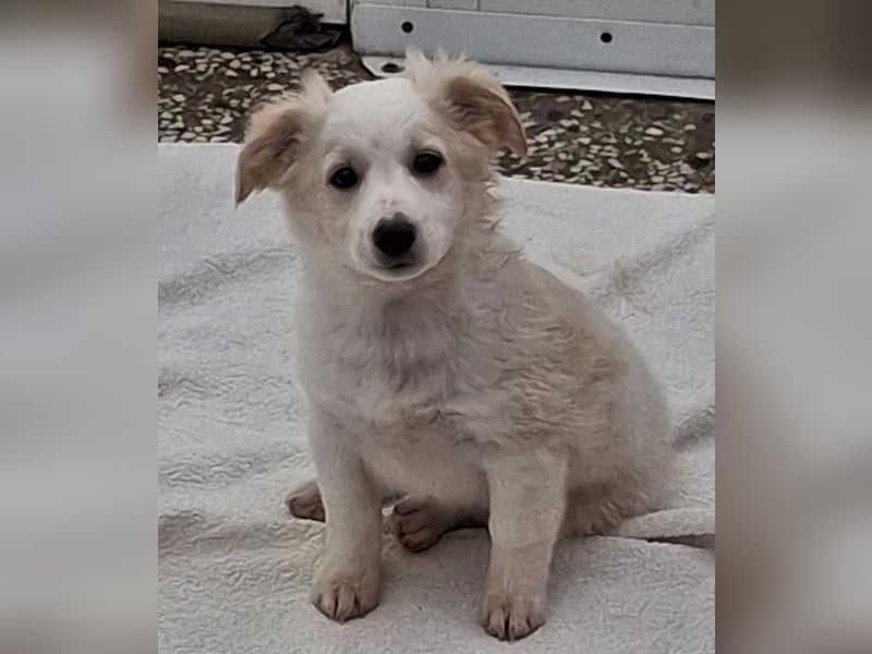 Torian, geb. ca. 09/2025, lebt in GRIECHENLAND, auf einer privaten Pflegestelle