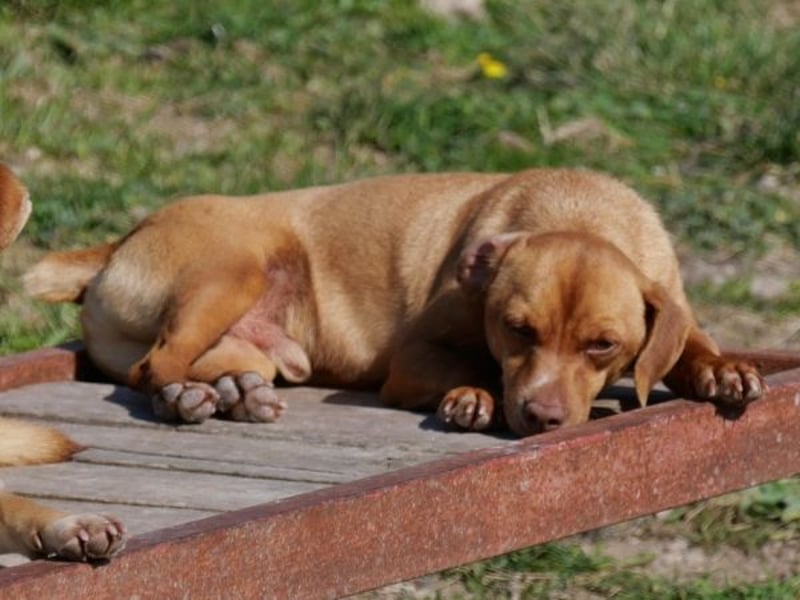 Ed, geb. 03.09.2022, lebt in GRIECHENLAND, auf einer privaten Pflegestelle