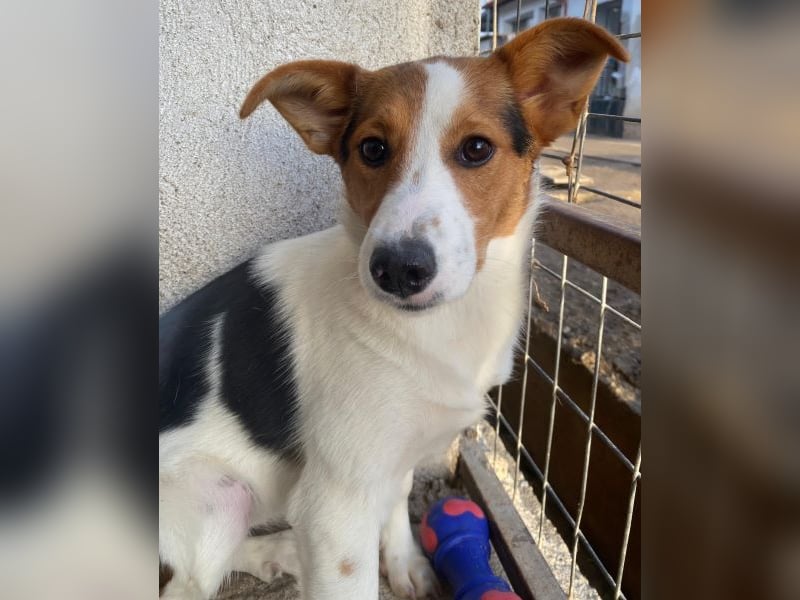 Freydis, geb. ca. 07/2025, lebt in GRIECHENLAND, im städt. Tierheim Serres