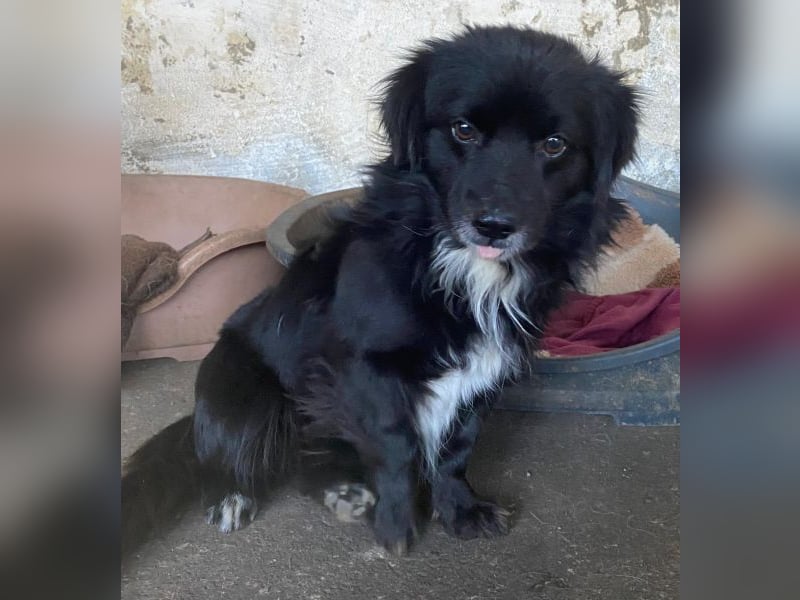 Mochi, geb. ca. 01/2024, lebt in GRIECHENLAND, auf einer privaten Pflegestelle