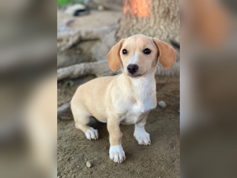 Rigatoni, geb. ca. 08/2025, lebt in GRIECHENLAND, auf einer privaten Pflegestelle