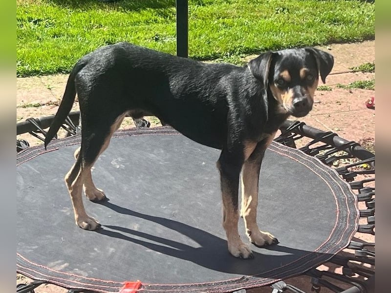 Phil, geb. ca. 12/2024, lebt auf einer Pflegestelle in 53879 Euskirchen, VERMITTLUNGSHILFE