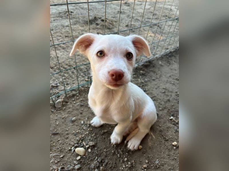 Kiona, geb. ca. 08/2025, lebt in GRIECHENLAND, auf einer privaten Pflegestelle