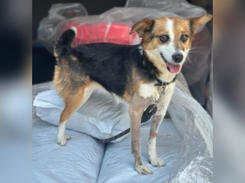 Foxy, geb. ca. 06/2024, lebt in GRIECHENLAND, auf einer privaten Pflegestelle