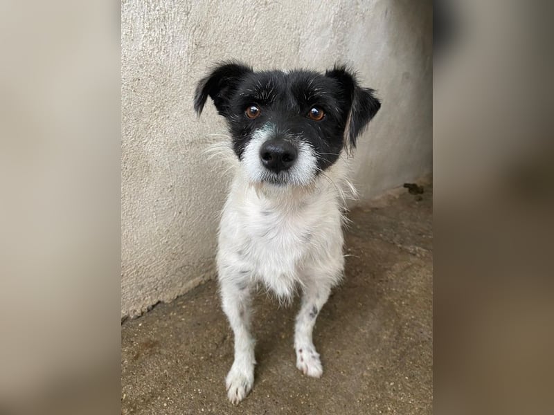 Tarus, geb. ca. 11/2024, lebt in GRIECHENLAND, im städt. Tierheim Serres