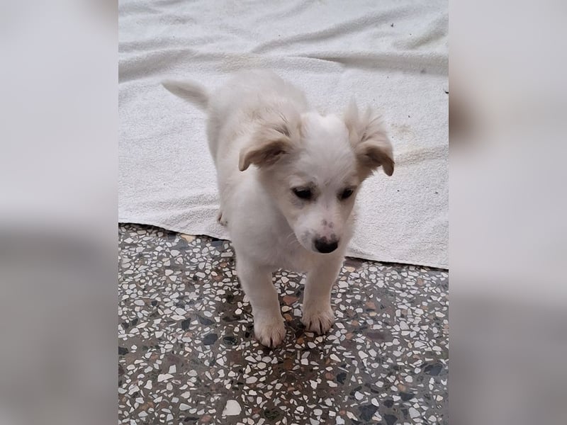 Torian, geb. ca. 09/2025, lebt in GRIECHENLAND, auf einer privaten Pflegestelle