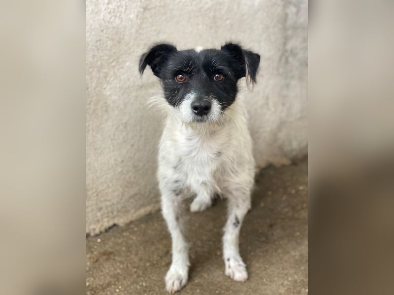 Tarus, geb. ca. 11/2024, lebt in GRIECHENLAND, im städt. Tierheim Serres