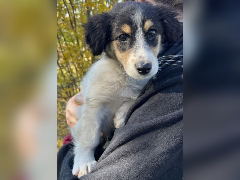 Fridolin, geb. ca. 07/2025, lebt in GRIECHENLAND, auf einer privaten Pflegestelle