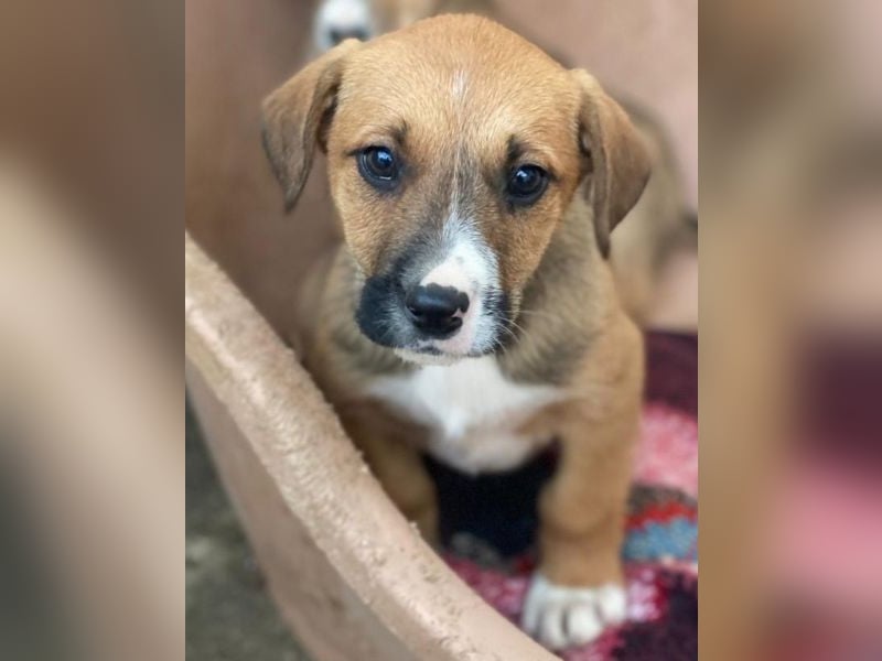 Kelana, geb. ca. 11/2025, lebt in GRIECHENLAND, im städt. Tierheim Serres