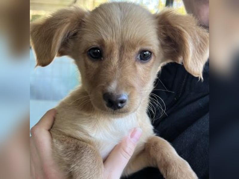 Loni, geb. ca. 08/2025, lebt in GRIECHENLAND, auf einer privaten Pflegestelle