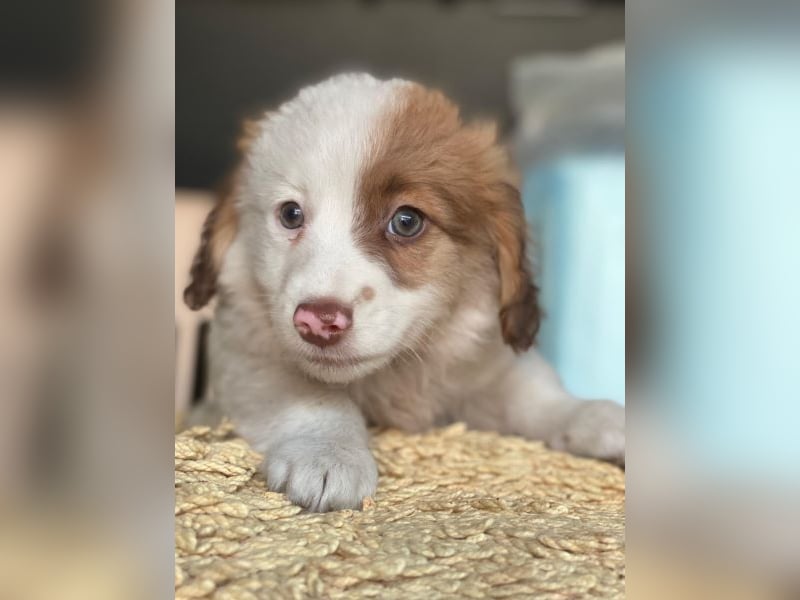 Milos, geb. ca. 10/2025, lebt in GRIECHENLAND, auf einer privaten Pflegestelle