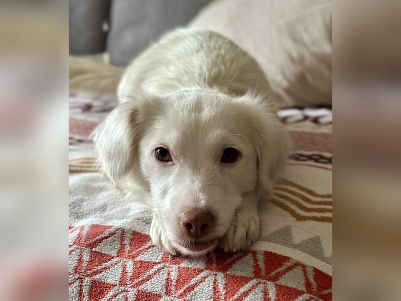 Holiday, geb. ca. 07/2024, lebt auf einer Pflegestelle in 24114 Kiel, Vermittlungshilfe