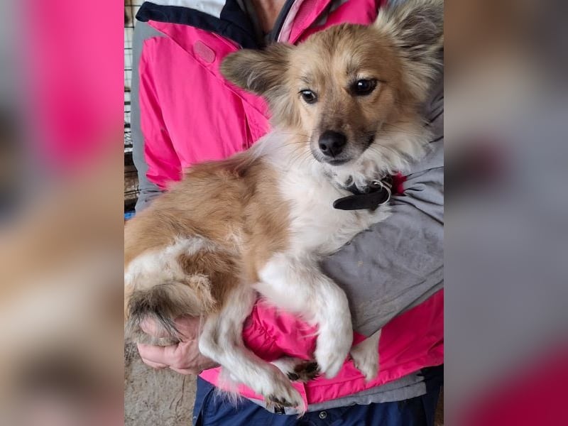 Klara, geb. ca. 04/2024, lebt in GRIECHENLAND, auf einer privaten Pflegestelle