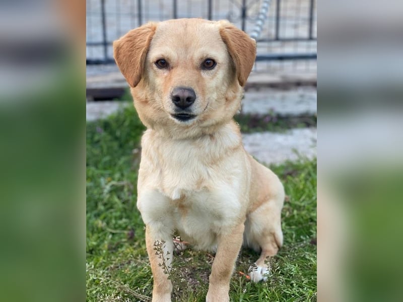 Flora, geb. ca. 03/2024, lebt in GRIECHENLAND, im städt. Tierheim Serres