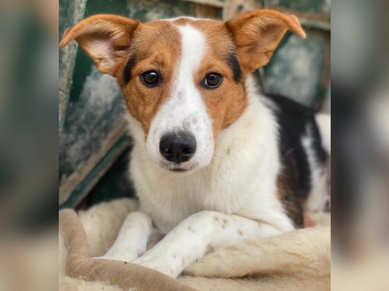 Freydis, geb. ca. 07/2025, lebt in GRIECHENLAND, im städt. Tierheim Serres