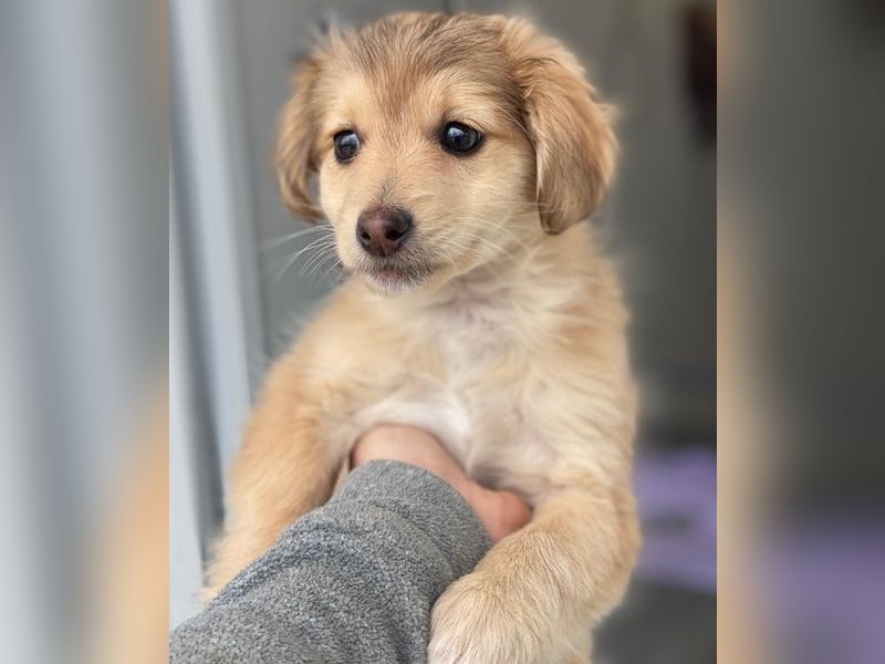 Biscotti, geb. ca. 10/2025, lebt in GRIECHENLAND, im städt. Tierheim Serres