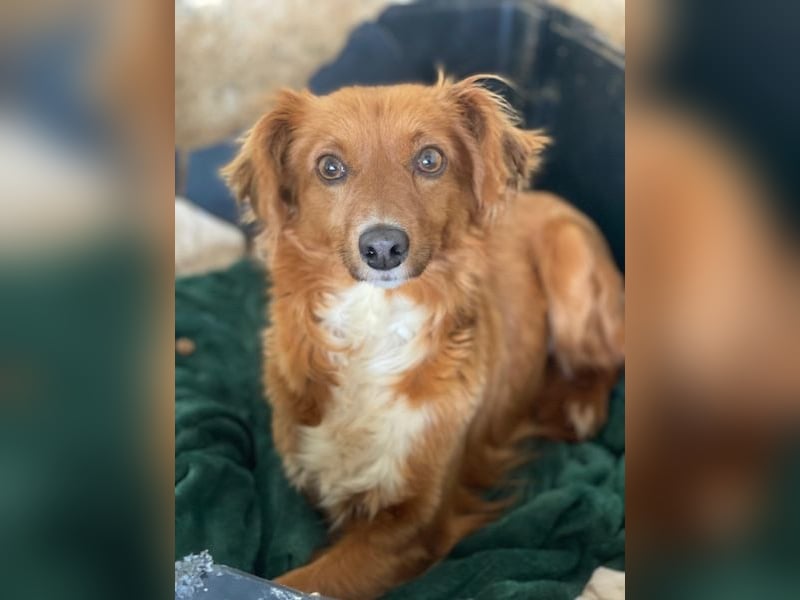 Konrada, geb. ca. 04/2025, lebt in GRIECHENLAND, auf einer privaten Pflegestelle